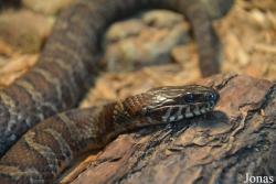 Nerodia sipedon