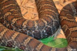 Phillips Park Zoo