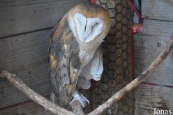 Tyto alba pratincola