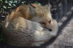 Vulpes vulpes fulva