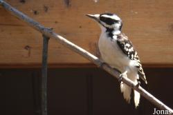 Dryobates villosus
