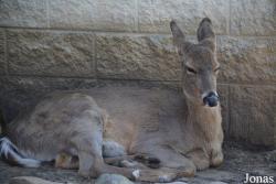 Cosley Zoo