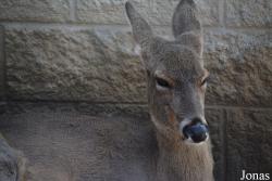 Cosley Zoo