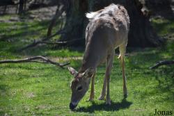 Cosley Zoo
