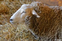 Mouton Montadale