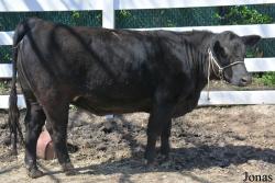 Vache Angus