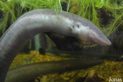 Amphiumidae