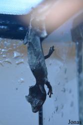 Uroplatus phantasticus