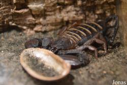 Hormuridae