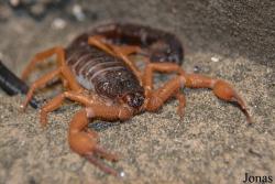 Parabuthus villosus