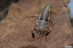 Nesoecia sp.