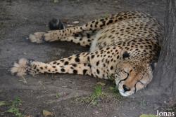 Moscow Zoo