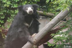 Melursus ursinus inornatus