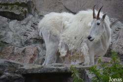 Moscow Zoo