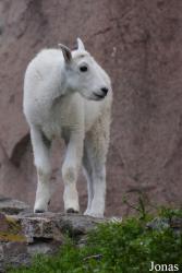 Moscow Zoo