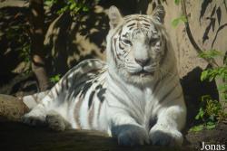 Moscow Zoo