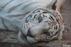Moscow Zoo