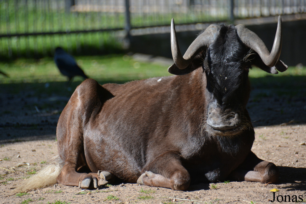 Moscow Zoo