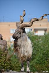 Moscow Zoo