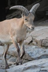 Moscow Zoo