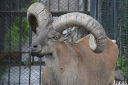 Moscow Zoo