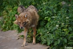 Moscow Zoo