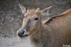 Moscow Zoo