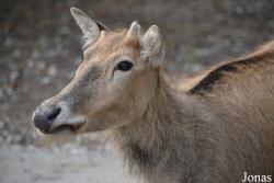 Moscow Zoo