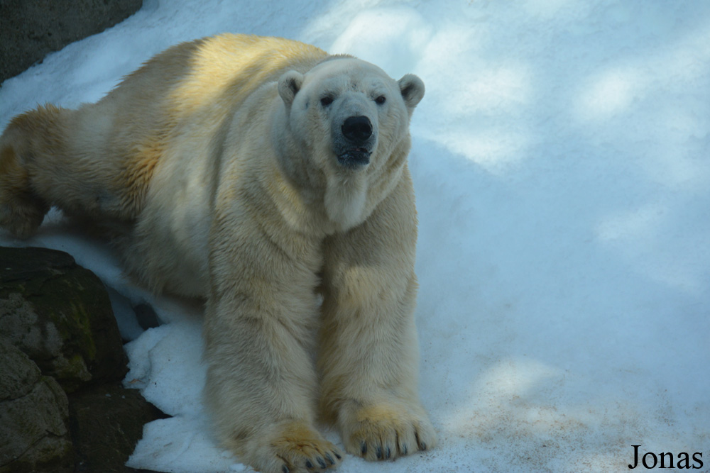 Moscow Zoo