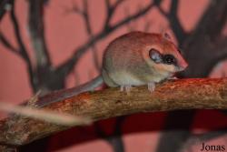 Leithiinae