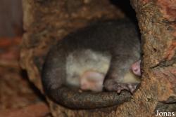 Philander opossum