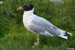 Ichthyaetus ichthyaetus