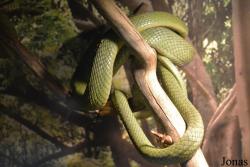 Moscow Zoo