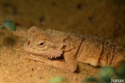 Phrynocephalus mystaceus