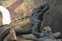 Moscow Zoo
