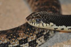 Lamprophiidae