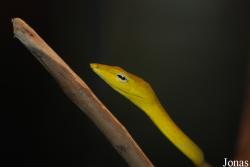 Ahaetuliinae