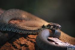 Natricinae