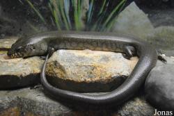 Amphiglossus reticulatus