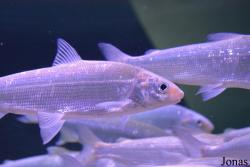 Moskvarium