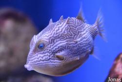 Moskvarium
