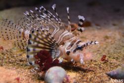 Moskvarium