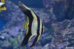 Moskvarium