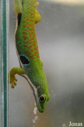 Zoological Museum of Moscow University