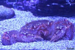 Cheiragonidae