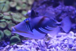Crocus City Oceanarium