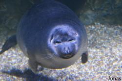 Crocus City Oceanarium
