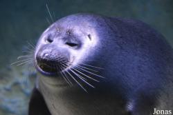 Crocus City Oceanarium