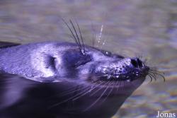 Crocus City Oceanarium