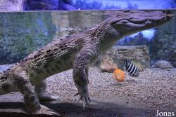 Crocus City Oceanarium